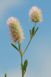 Fotografia da espécie Trifolium arvense var. arvense