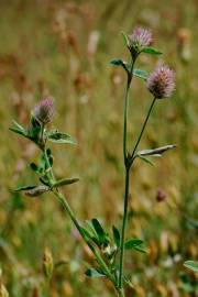 Fotografia da espécie Trifolium arvense var. arvense