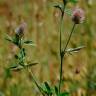 Fotografia 6 da espécie Trifolium arvense var. arvense do Jardim Botânico UTAD