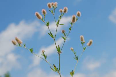 Fotografia da espécie Trifolium arvense var. arvense