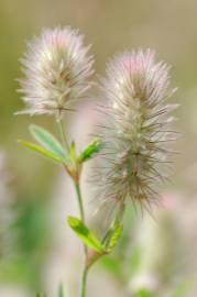 Fotografia da espécie Trifolium arvense var. arvense