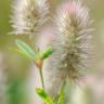 Fotografia 8 da espécie Trifolium arvense var. arvense do Jardim Botânico UTAD