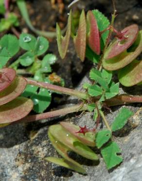 Fotografia 11 da espécie Medicago orbicularis no Jardim Botânico UTAD