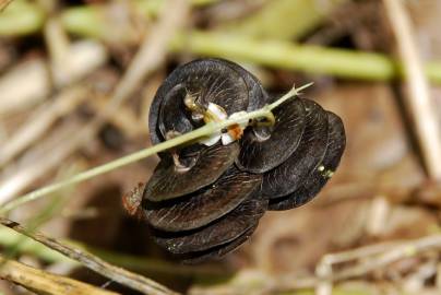 Fotografia da espécie Medicago orbicularis