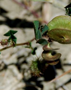 Fotografia 13 da espécie Medicago orbicularis no Jardim Botânico UTAD