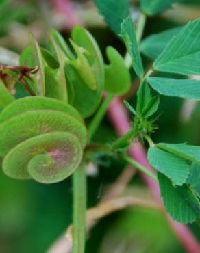 Fotografia 1 da espécie Medicago orbicularis no Jardim Botânico UTAD