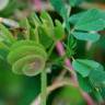 Fotografia 1 da espécie Medicago orbicularis do Jardim Botânico UTAD