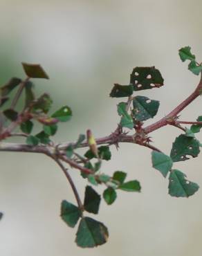 Fotografia 17 da espécie Medicago orbicularis no Jardim Botânico UTAD