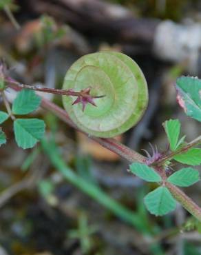 Fotografia 18 da espécie Medicago orbicularis no Jardim Botânico UTAD