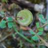 Fotografia 18 da espécie Medicago orbicularis do Jardim Botânico UTAD