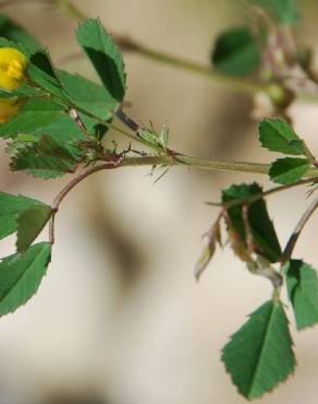 Fotografia 19 da espécie Medicago orbicularis no Jardim Botânico UTAD