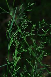 Fotografia da espécie Poa trivialis subesp. sylvicola