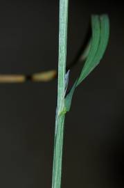 Fotografia da espécie Poa trivialis subesp. sylvicola