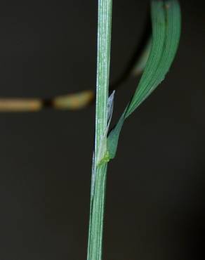 Fotografia 3 da espécie Poa trivialis subesp. sylvicola no Jardim Botânico UTAD