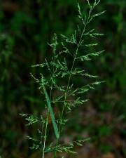 Fotografia da espécie Poa trivialis