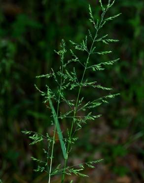 Fotografia 1 da espécie Poa trivialis subesp. sylvicola no Jardim Botânico UTAD