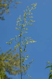 Fotografia da espécie Poa trivialis subesp. trivialis