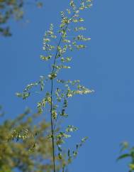 Poa trivialis subesp. trivialis