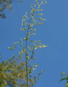 Fotografia 1 da espécie Poa trivialis subesp. trivialis no Jardim Botânico UTAD