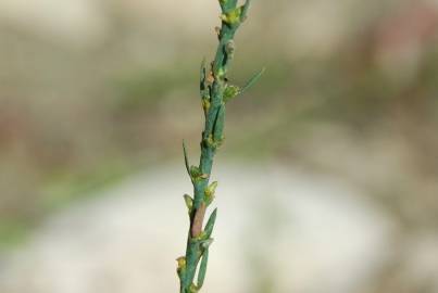 Fotografia da espécie Thymelaea passerina