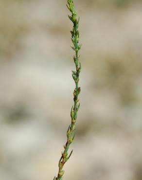 Fotografia 6 da espécie Thymelaea passerina no Jardim Botânico UTAD