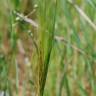 Fotografia 7 da espécie Stipa capensis do Jardim Botânico UTAD