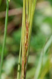 Fotografia da espécie Stipa capensis