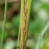 Fotografia 8 da espécie Stipa capensis do Jardim Botânico UTAD