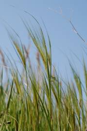 Fotografia da espécie Stipa capensis