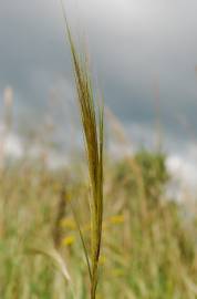 Fotografia da espécie Stipa capensis