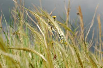 Fotografia da espécie Stipa capensis