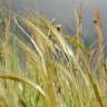 Fotografia 11 da espécie Stipa capensis do Jardim Botânico UTAD