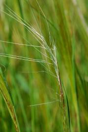 Fotografia da espécie Stipa capensis