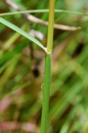 Fotografia da espécie Stipa capensis