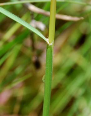 Fotografia 13 da espécie Stipa capensis no Jardim Botânico UTAD