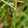 Fotografia 13 da espécie Stipa capensis do Jardim Botânico UTAD