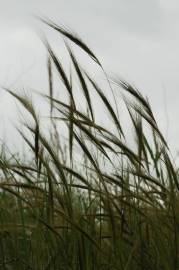 Fotografia da espécie Stipa capensis