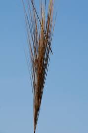 Fotografia da espécie Stipa capensis