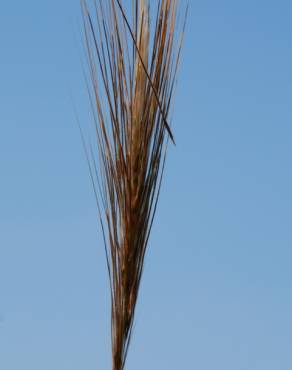 Fotografia 15 da espécie Stipa capensis no Jardim Botânico UTAD