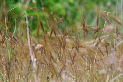 Fotografia da espécie Stipa capensis