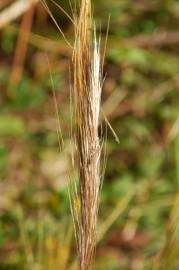 Fotografia da espécie Stipa capensis