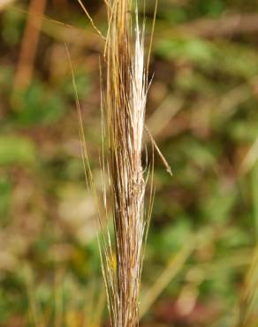 Fotografia 17 da espécie Stipa capensis no Jardim Botânico UTAD