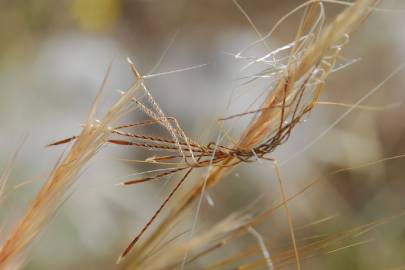 Fotografia da espécie Stipa capensis