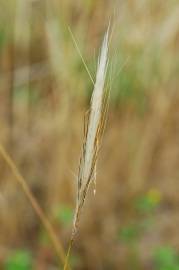 Fotografia da espécie Stipa capensis