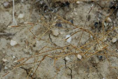 Fotografia da espécie Stipa capensis