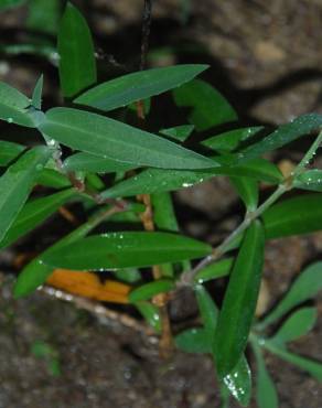 Fotografia 10 da espécie Silene vulgaris subesp. vulgaris no Jardim Botânico UTAD