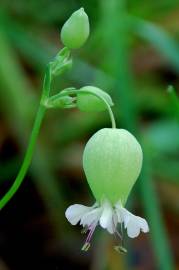 Fotografia da espécie Silene vulgaris subesp. vulgaris