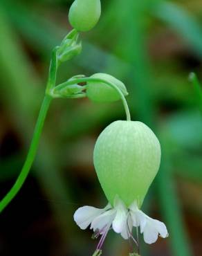 Fotografia 11 da espécie Silene vulgaris subesp. vulgaris no Jardim Botânico UTAD