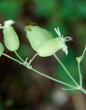 Fotografia 12 da espécie Silene vulgaris subesp. vulgaris no Jardim Botânico UTAD