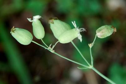 Fotografia da espécie Silene vulgaris subesp. vulgaris